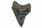 Serrated, Fossil Megalodon Tooth - South Carolina #276425-1